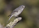 Image. Plumbeous Vireo