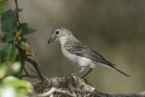Image. Plumbeous Vireo