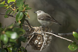 Image. Plumbeous Vireo