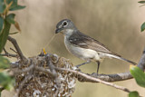 Image. Plumbeous Vireo