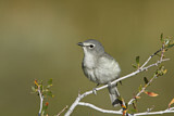 Image. Plumbeous Vireo
