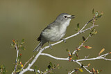 Image. Plumbeous Vireo