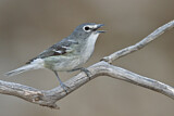 Image. Plumbeous Vireo