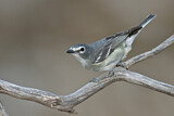 Image. Plumbeous Vireo