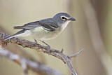 Image. Plumbeous Vireo