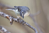 Image. Plumbeous Vireo