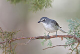 Image. Plumbeous Vireo