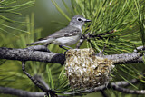Image. Plumbeous Vireo