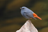 Image. Plumbeous Water Redstart