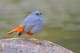Image. Plumbeous Water Redstart