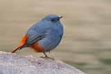 Image. Plumbeous Water Redstart