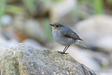 Image. Plumbeous Water Redstart
