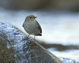 Image. Plumbeous Water Redstart