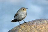 Image. Plumbeous Water Redstart