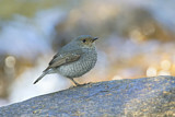 Image. Plumbeous Water Redstart