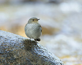 Image. Plumbeous Water Redstart