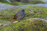 Image. Plumbeous Water Redstart