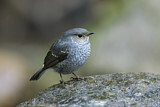 Image. Plumbeous Water Redstart