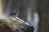 Image. Plumbeous Water Redstart