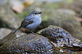 Image. Plumbeous Water Redstart