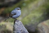 Image. Plumbeous Water Redstart