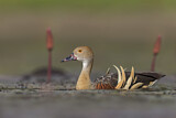 Image. Plumed Whistling Duck