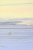 Image. Polar Bear