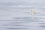 Image. Polar Bear