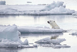 Image. Polar Bear