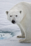Image. Polar Bear