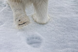 Image. Polar Bear