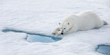 Image. Polar Bear