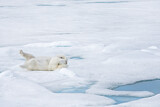 Image. Polar Bear