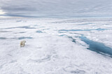 Image. Polar Bear