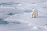 Image. Polar Bear