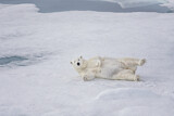 Image. Polar Bear