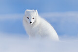 Image. Polarfuchs