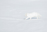 Image. Polarfuchs