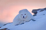 Image. Polarfuchs