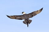 Image. Pomarine Skua