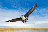 Image. Pomarine Skua
