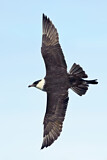 Image. Pomarine Skua