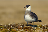 Image. Pomarine Skua