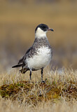 Image. Pomarine Skua
