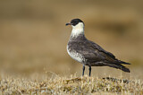 Image. Pomarine Skua