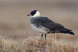 Image. Pomarine Skua
