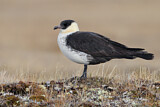 Image. Pomarine Skua
