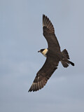 Image. Pomarine Skua