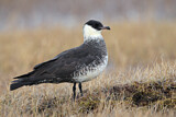 Image. Pomarine Skua