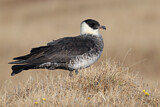 Image. Pomarine Skua